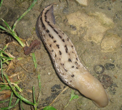 Limax aldrovandi Moquin-Tandon 1855 di Bagno di Romagna (FC)